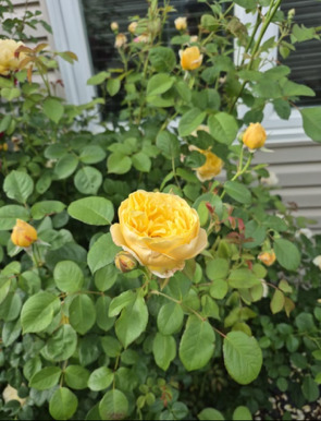 1616 Stanton Lane Plainfield, IL 60586 - Photo 34 of 41