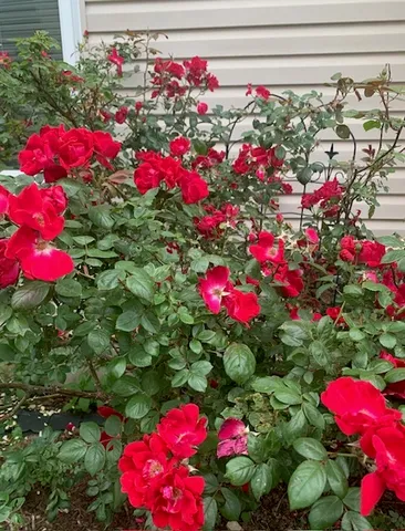 $430,000 | 1616 Stanton Lane, Plainfield, IL 60586