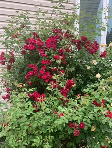 $430,000 | 1616 Stanton Lane, Plainfield, IL 60586