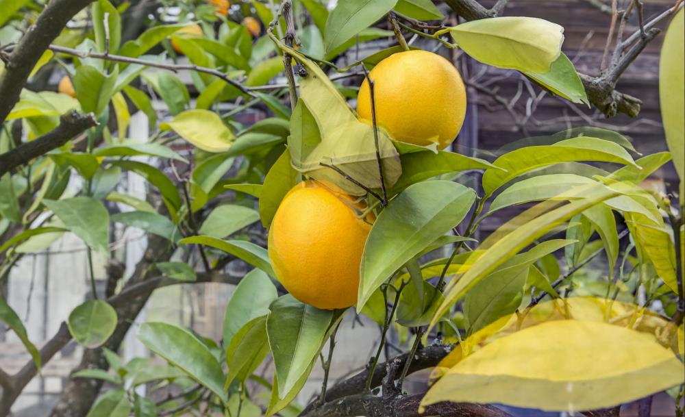 2100 Sisley Road Penryn, CA 95663 - Photo 49 of 57