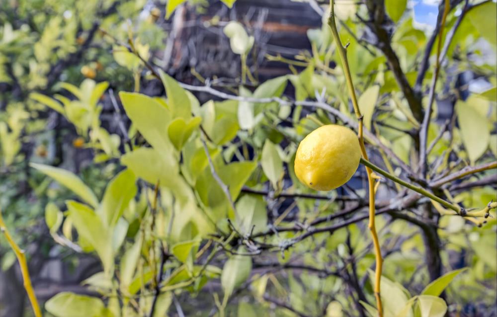 2100 Sisley Road Penryn, CA 95663 - Photo 50 of 57