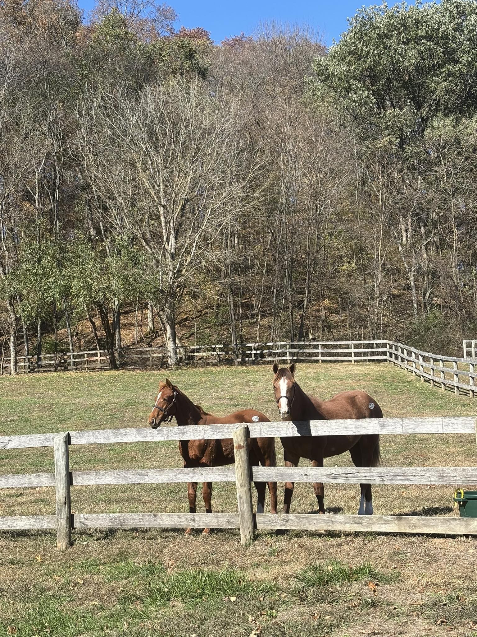 1067 Roys Private Way Gallatin, TN 37066 - Photo 9 of 59