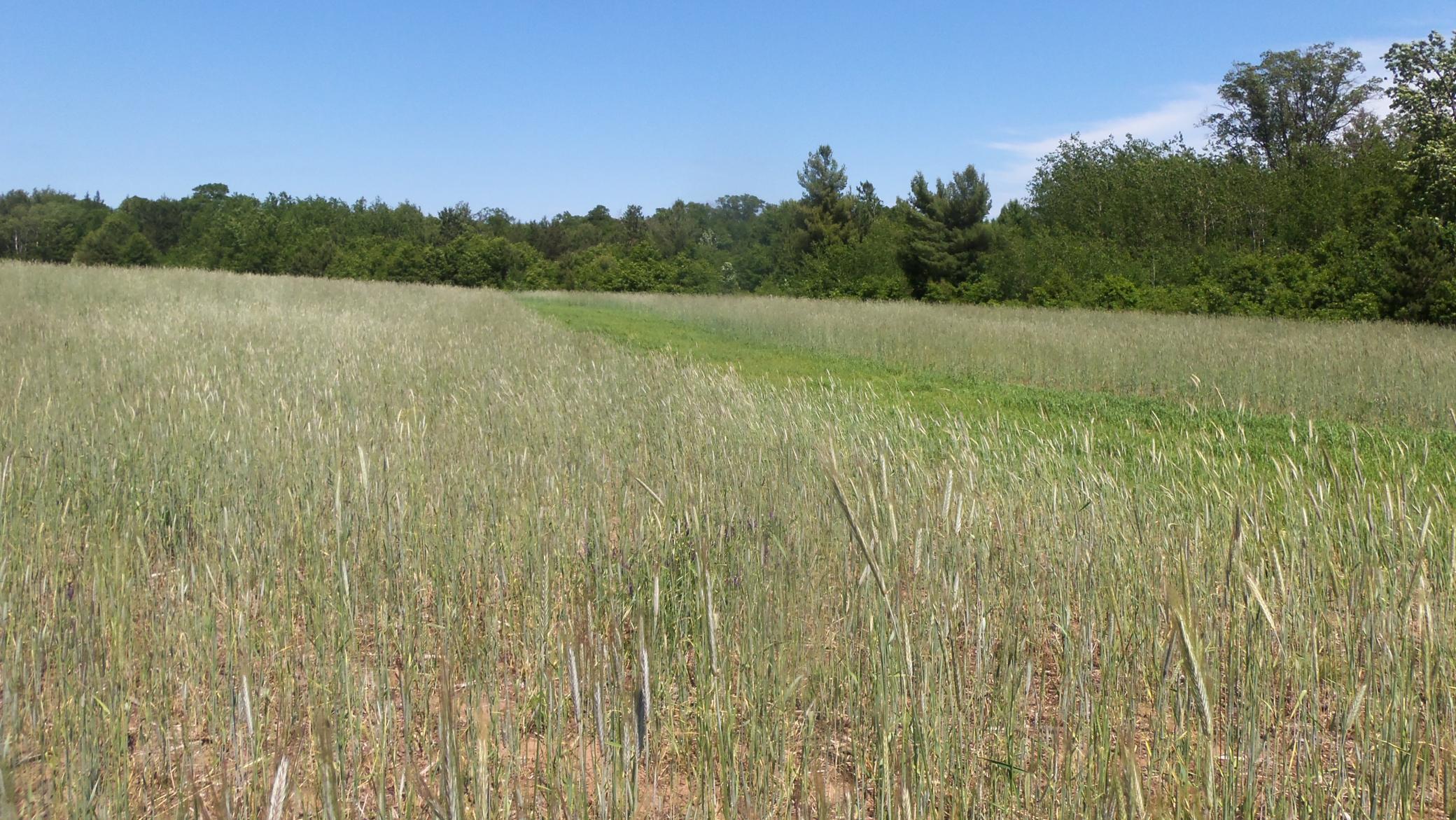 L0-t 17 Red Maple Lane Siren, WI 54872 - Photo 3 of 6