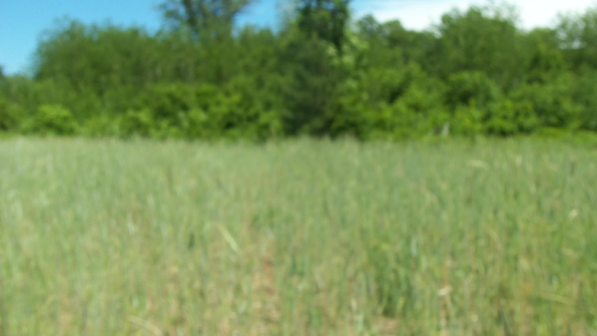 L0-t 17 Red Maple Lane Siren, WI 54872 - Photo 4 of 6