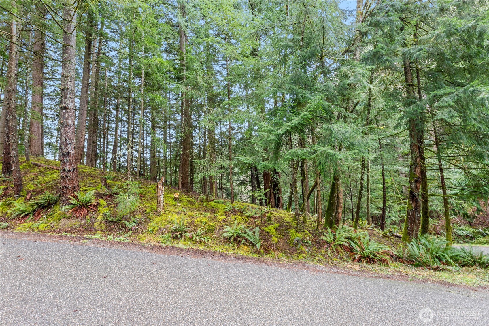 2 Oval Court Bellingham, WA 98229 - Photo 3 of 12 a small yard with trees