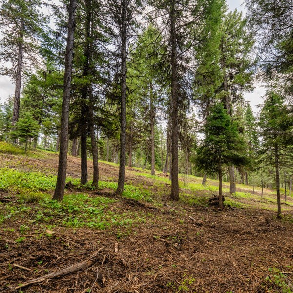 Lot 22 To Be Determined, Unit 22 McCall, ID 83638 - Photo 2 of 2