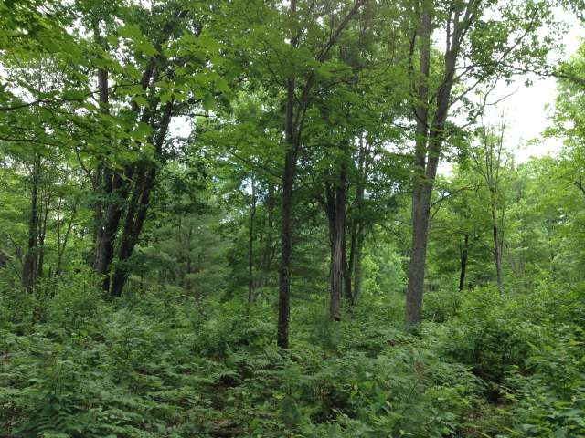 16-acres River Road Eagle River, WI 54521 - Photo 1 of 8 Gallery Image 1