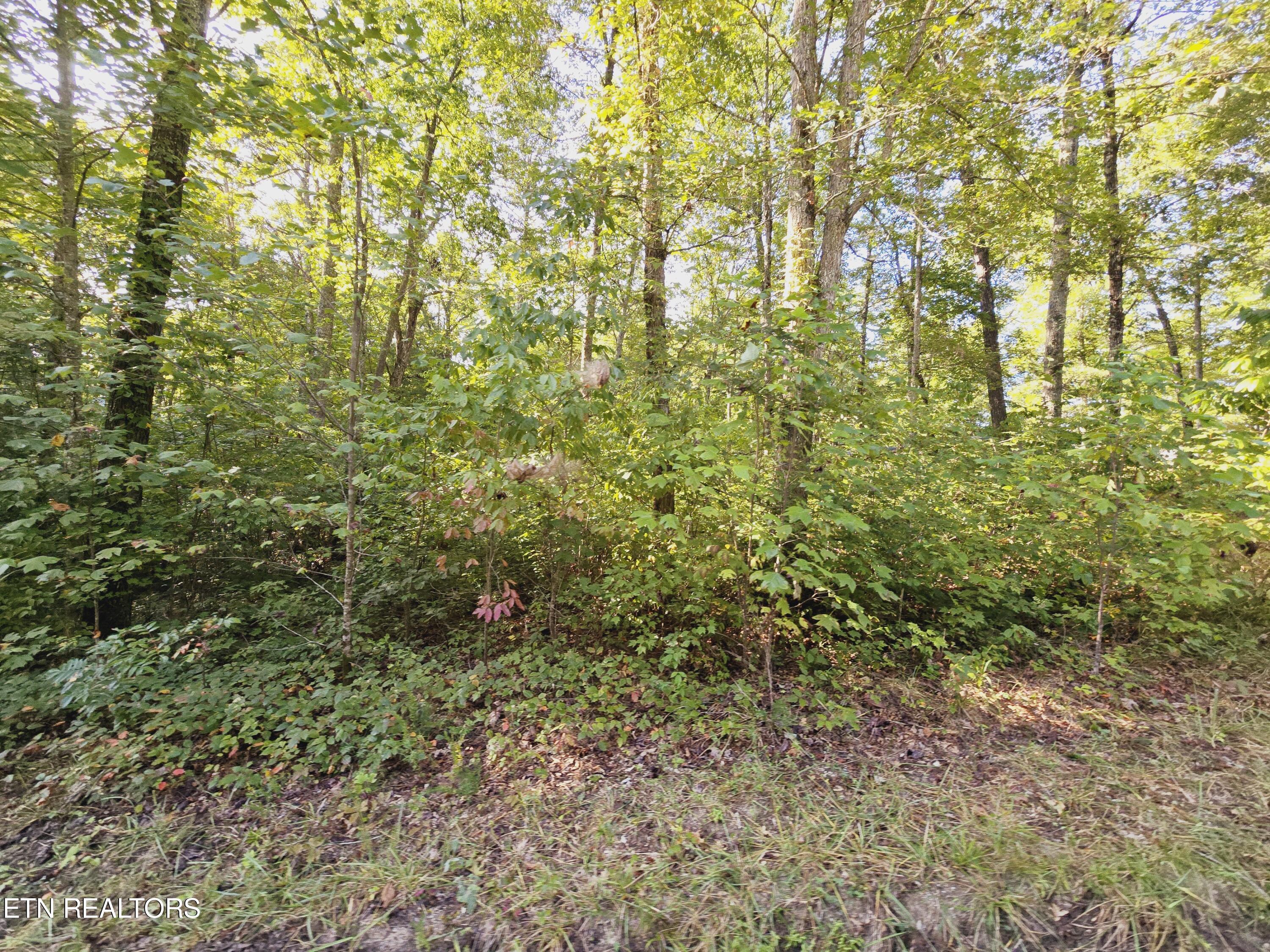 Bear Hollow Trl Road Oneida, TN 37841 - Photo 11 of 29 20240910_093721