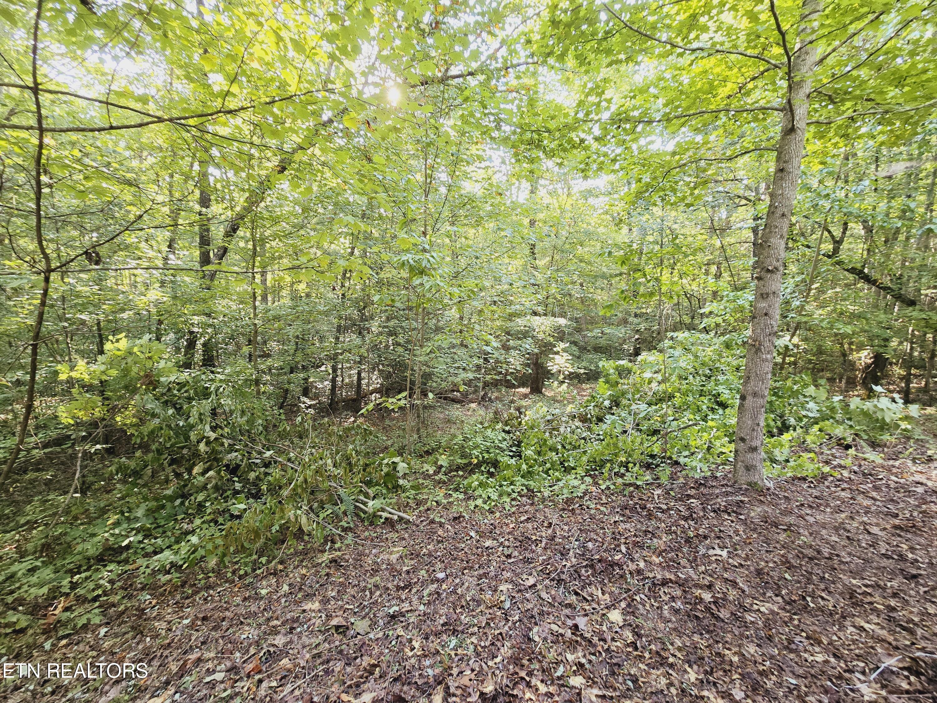 Bear Hollow Trl Road Oneida, TN 37841 - Photo 12 of 29 20240910_093236