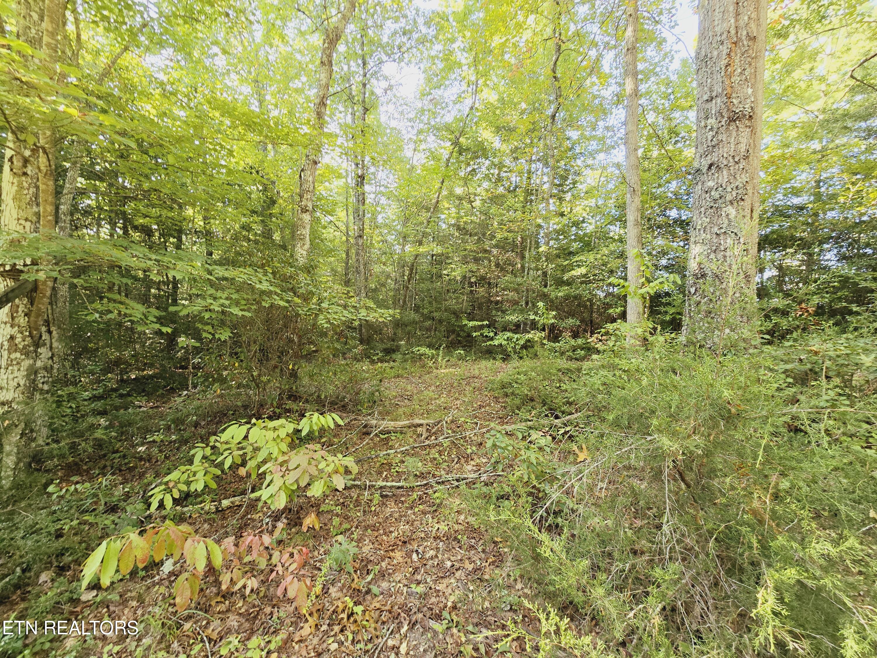 Bear Hollow Trl Road Oneida, TN 37841 - Photo 14 of 29 20240910_093400