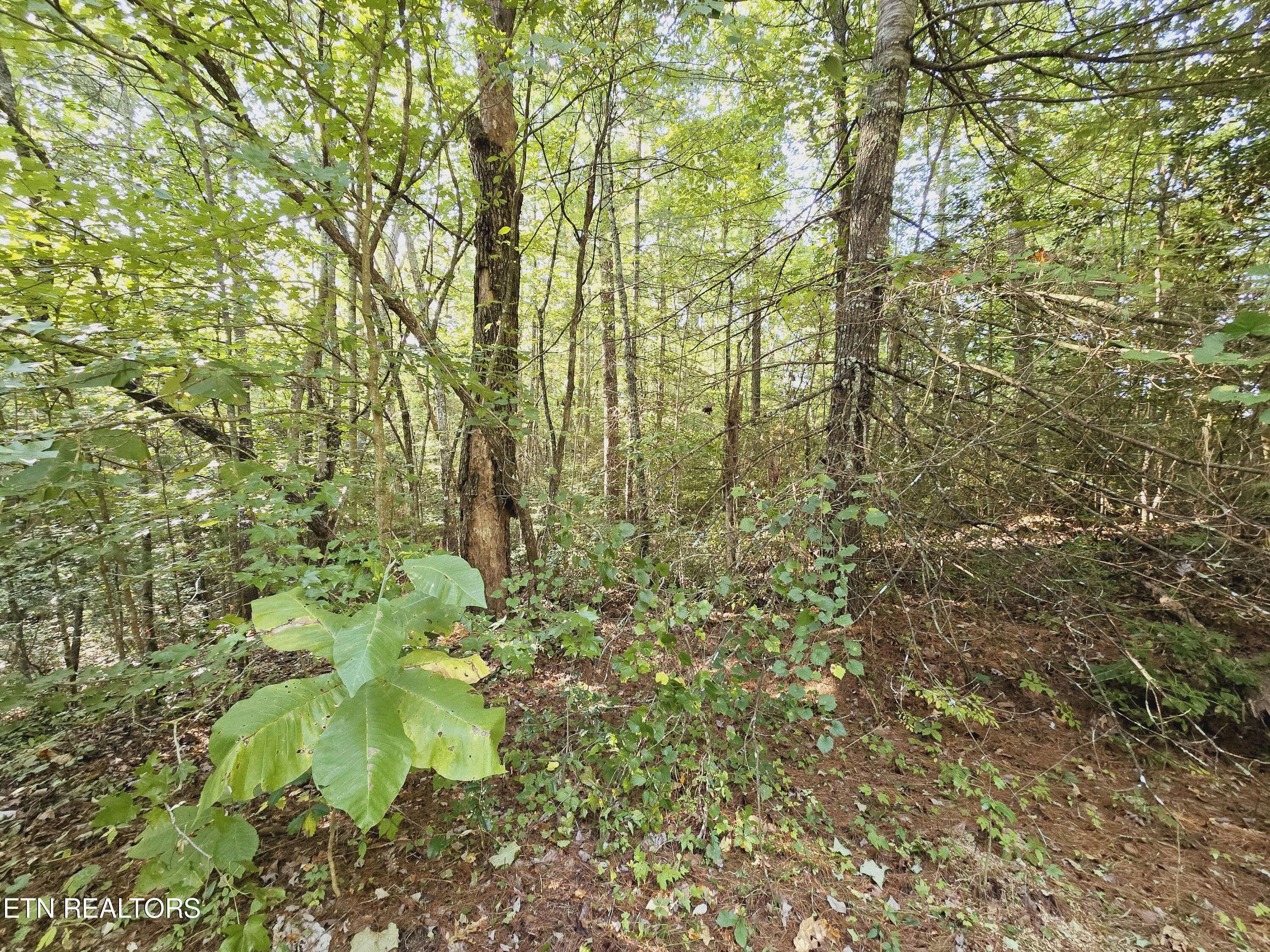 Bear Hollow Trl Road Oneida, TN 37841 - Photo 6 of 29 20240910_093247