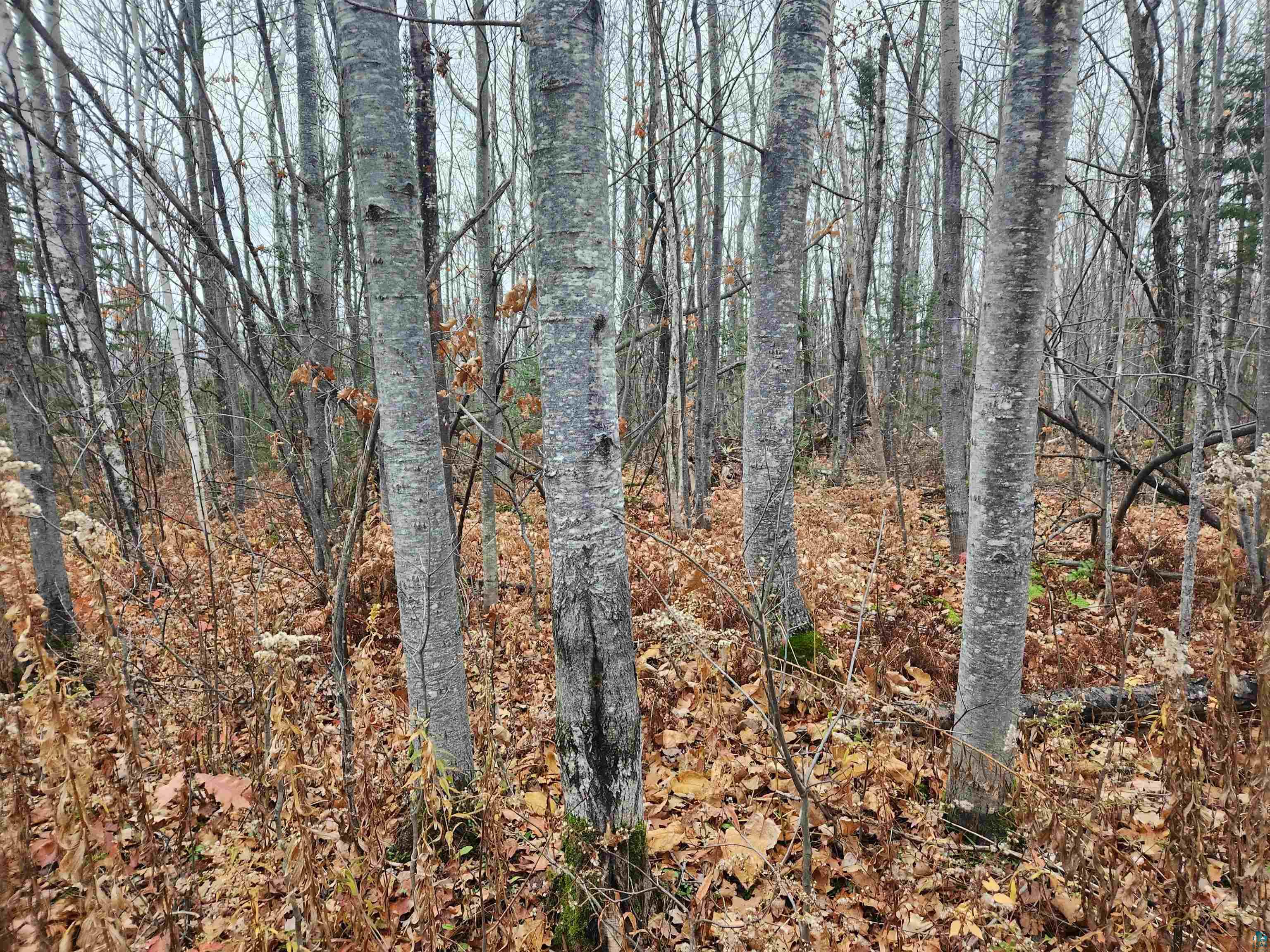 Xxx Little Sand Bay Road Bayfield, WI 54814 - Photo 6 of 23 Gallery Image 6