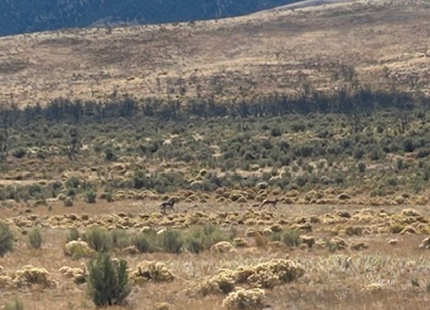 Moor Road Wells, NV 89835 - Photo 1 of 5