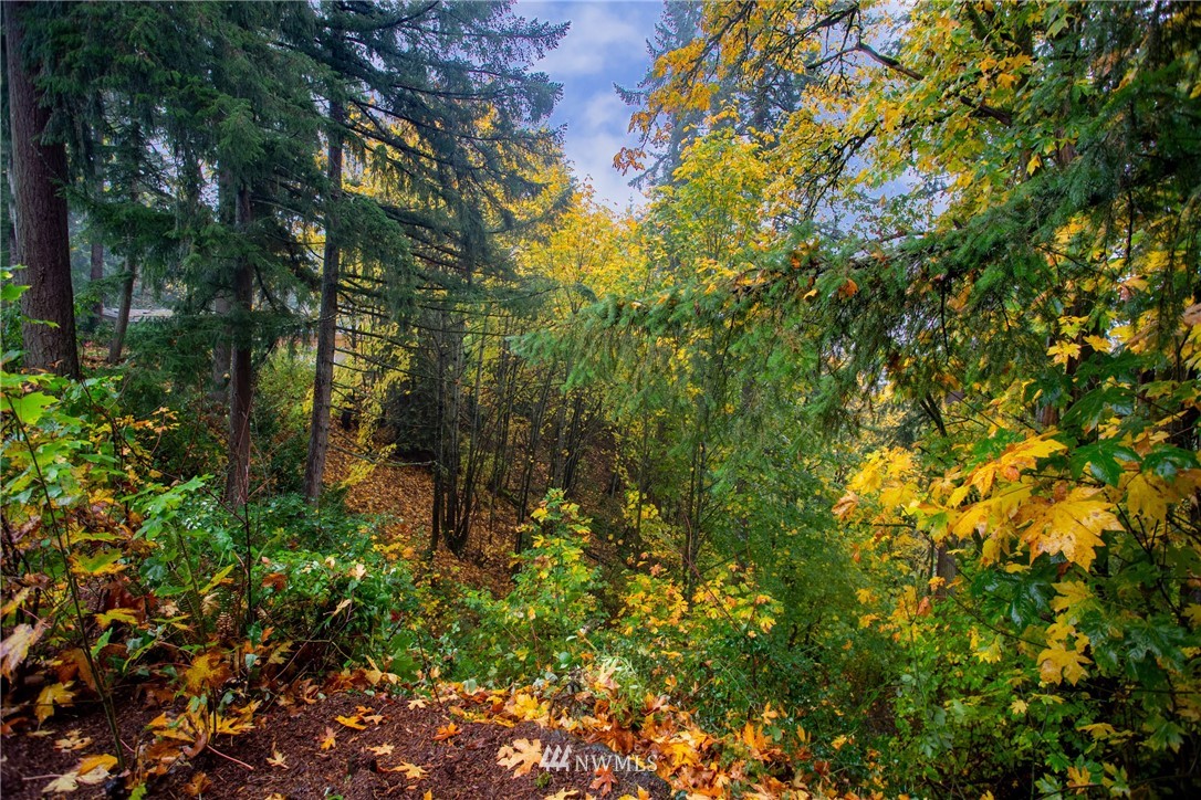 16945 Southeast 149th Street Renton, WA 98059 - Photo 38 of 40 a view of a tree in a garden