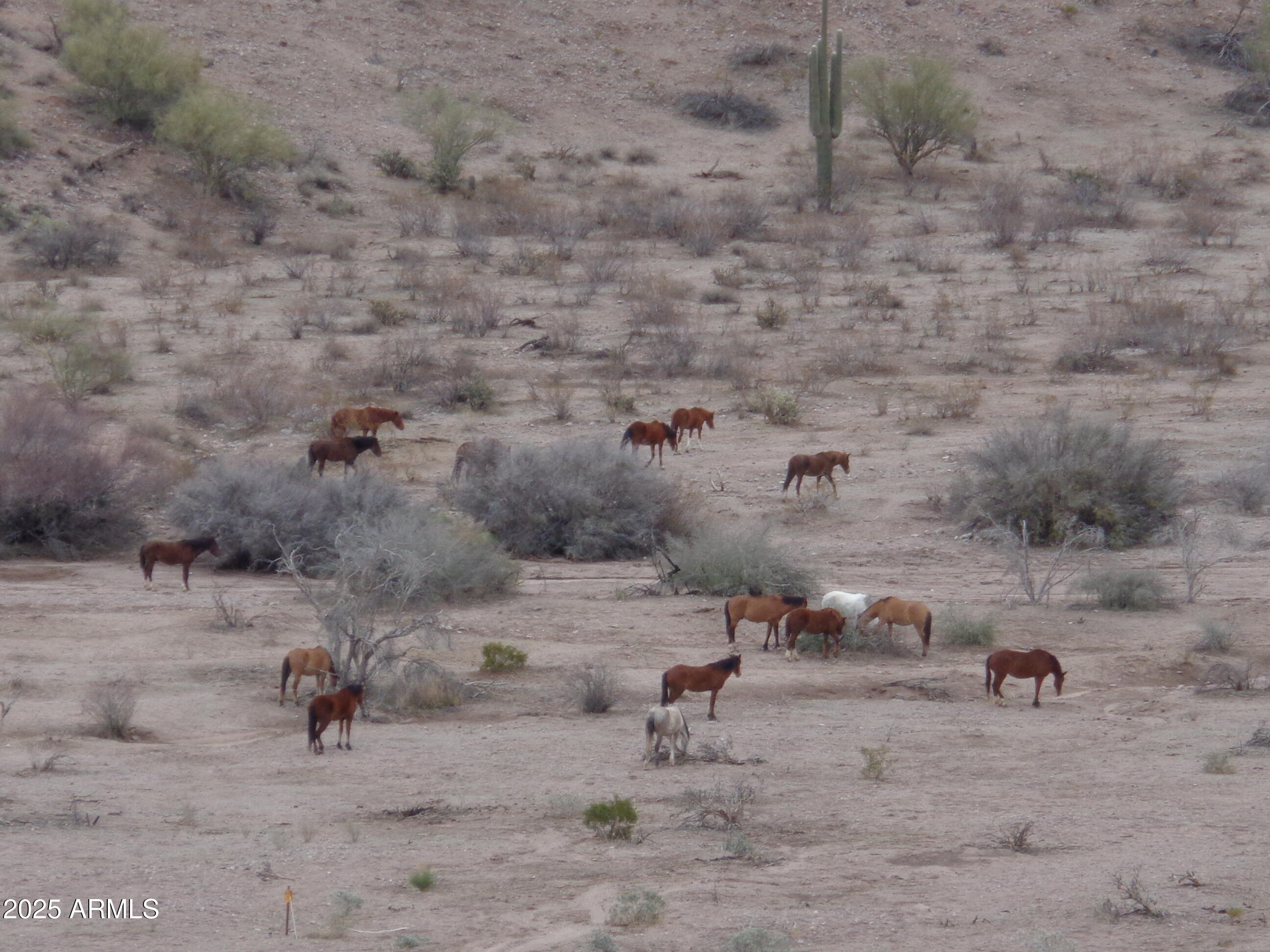 a view of a dry yard with wooden fence