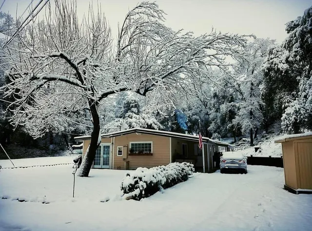 a view of a yard with a tree
