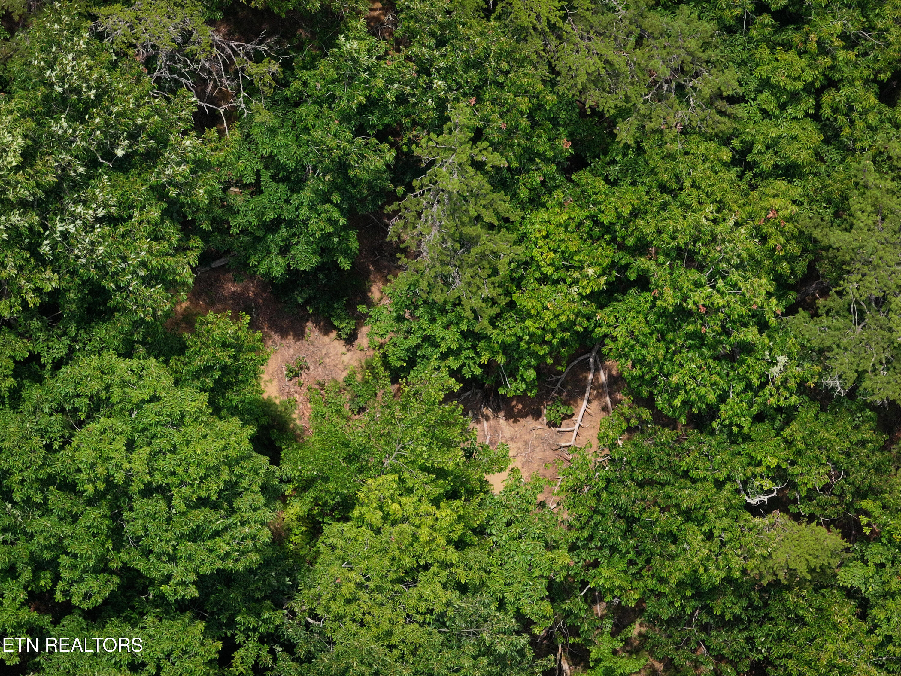 550 Middle Creek Road Cosby, TN 37722 - Photo 4 of 14 04_beyc6a3559560534c
