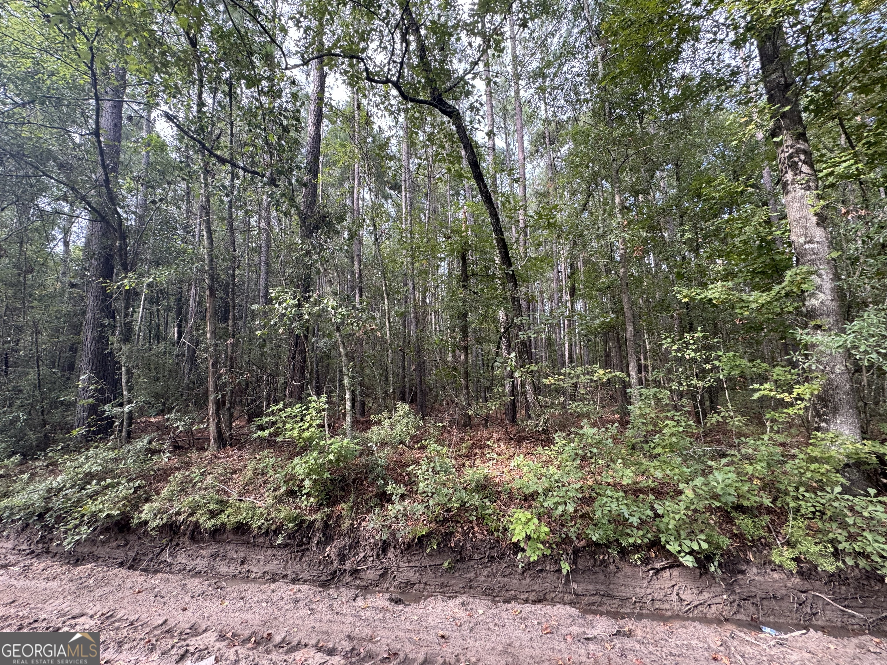 0 J W Lane Road Brooklet, GA 30415 - Photo 3 of 5 a view of outdoor space and tree