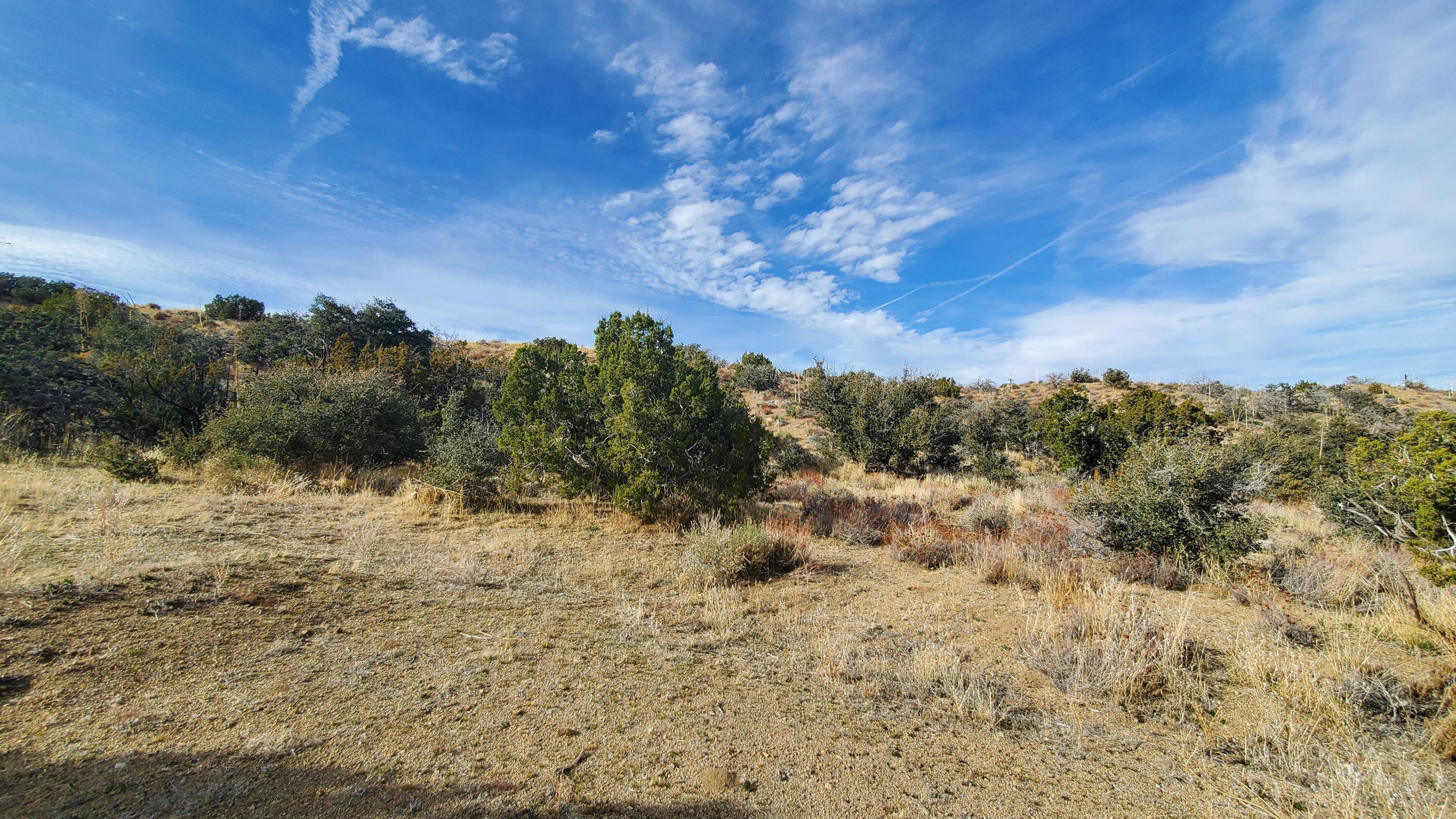 Ross Road Juniper Hills, CA 93543 - Photo 15 of 50 a view of a dry yard with trees in the background