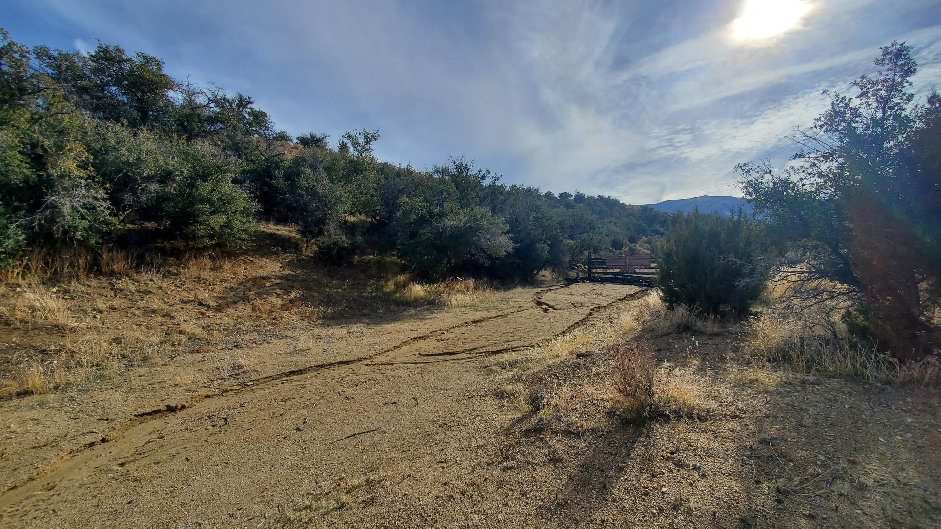 Ross Road Juniper Hills, CA 93543 - Photo 17 of 50 a view of a dry yard with trees in the background