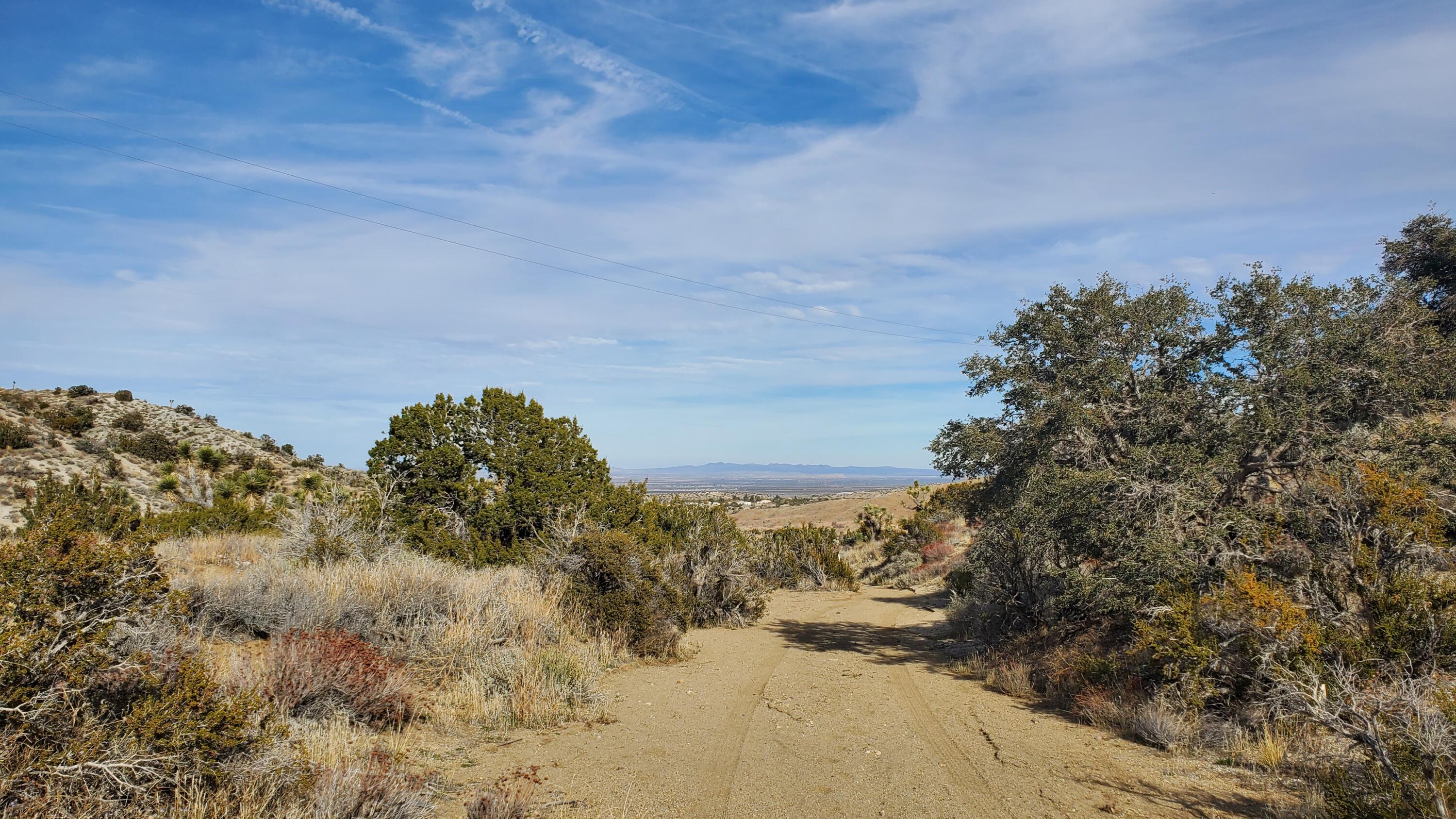 Ross Road Juniper Hills, CA 93543 - Photo 23 of 50 a view of a yard with a tree