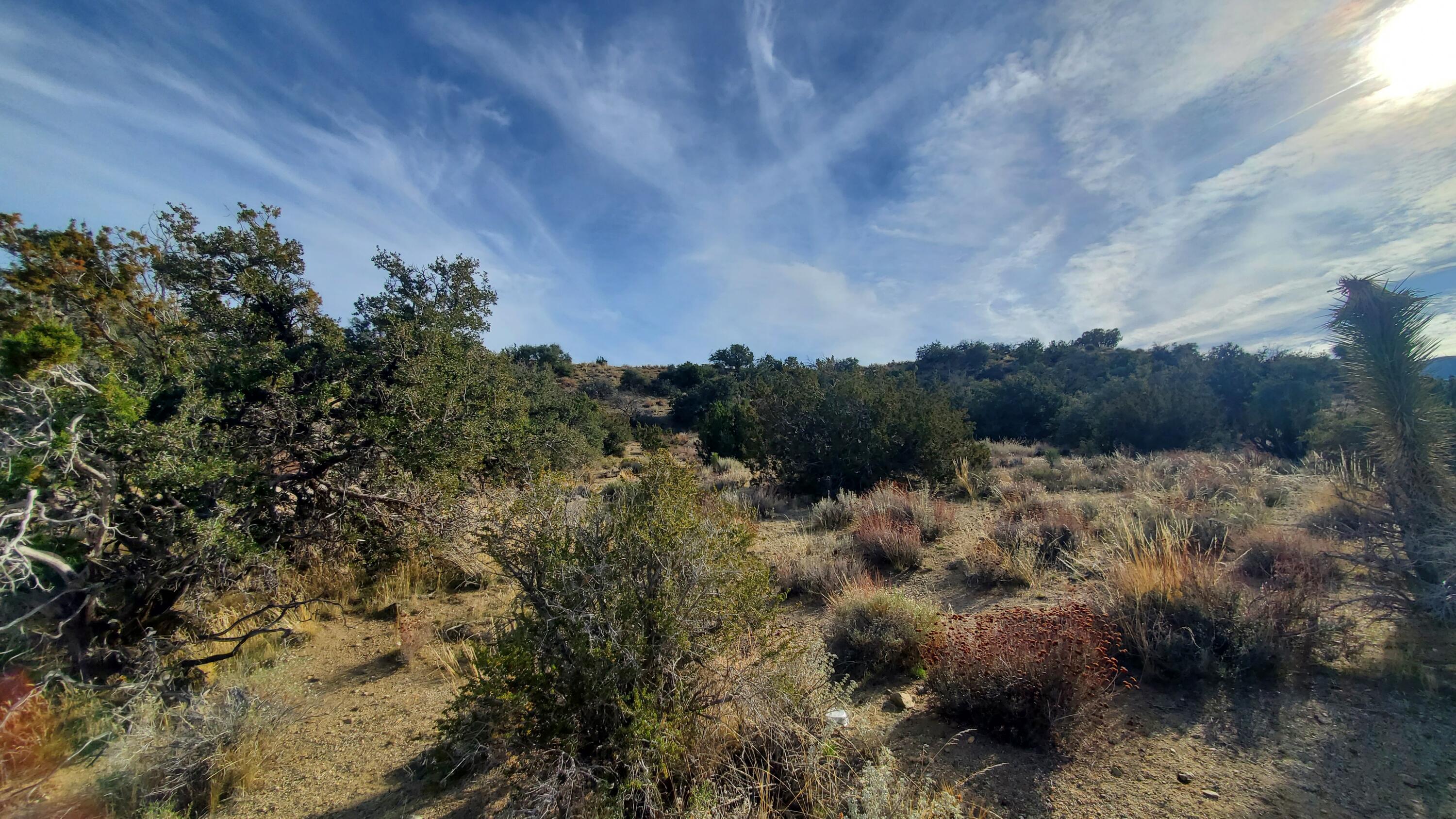 Ross Road Juniper Hills, CA 93543 - Photo 25 of 50 a view of a bunch of trees in a field