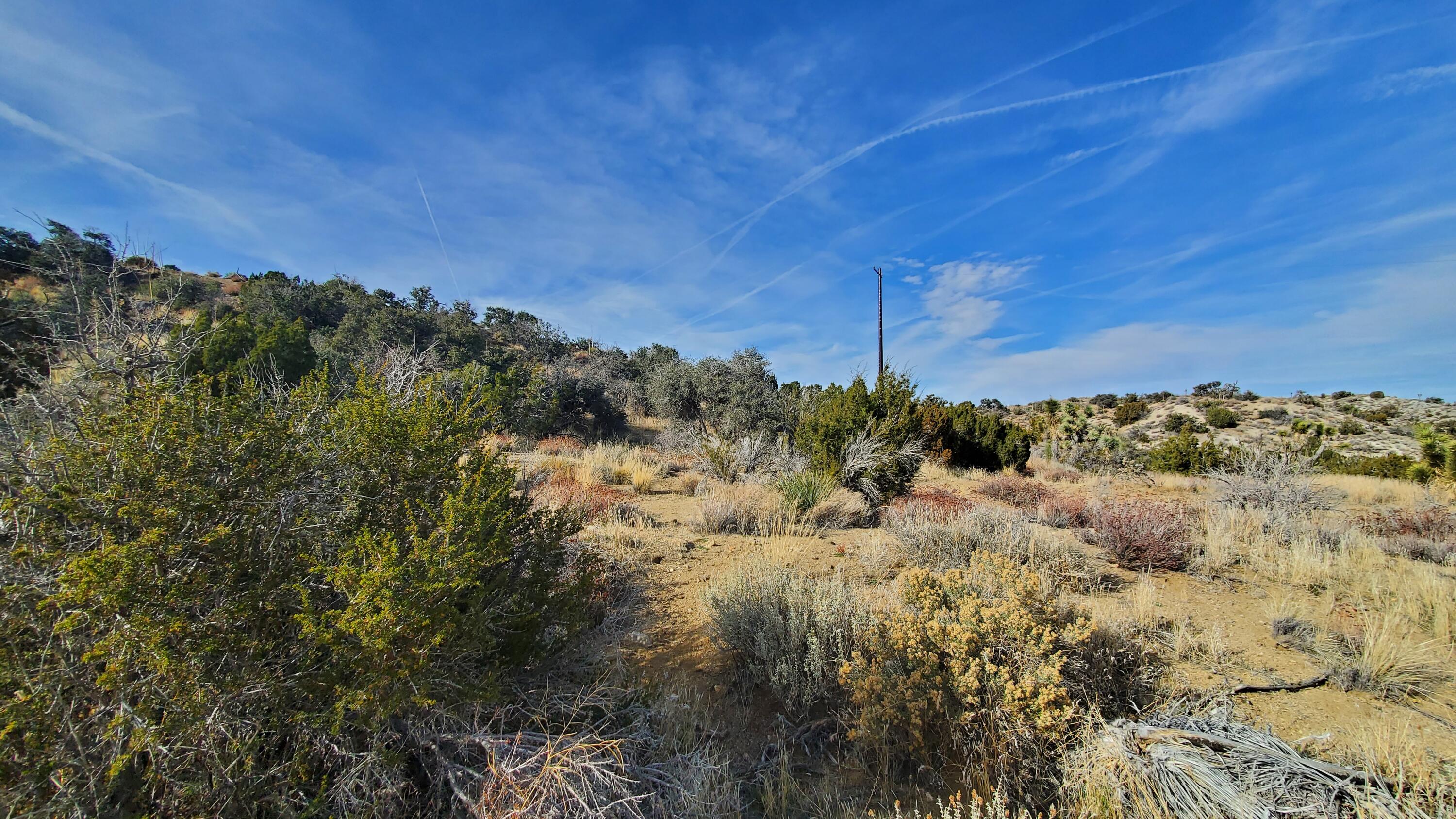 Ross Road Juniper Hills, CA 93543 - Photo 28 of 50 a view of a forest with a mountain