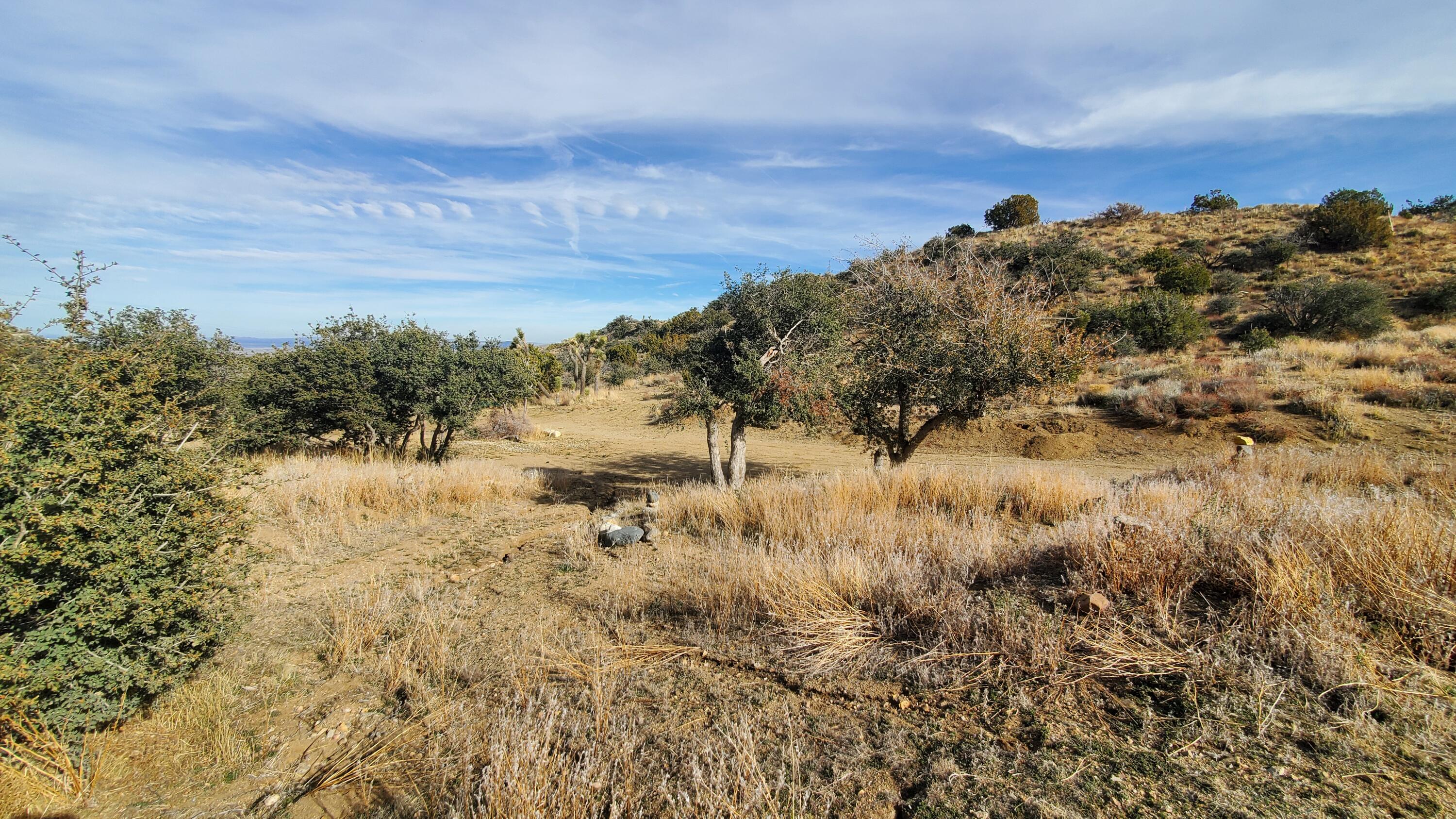 Ross Road Juniper Hills, CA 93543 - Photo 30 of 50 a view of a yard with a tree