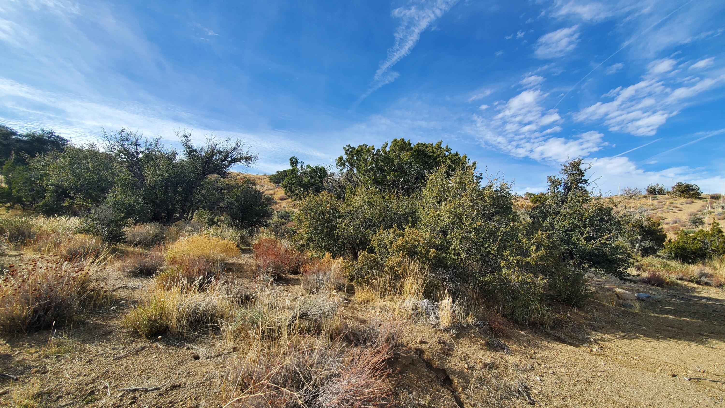 Ross Road Juniper Hills, CA 93543 - Photo 37 of 50 a view of a yard with a tree