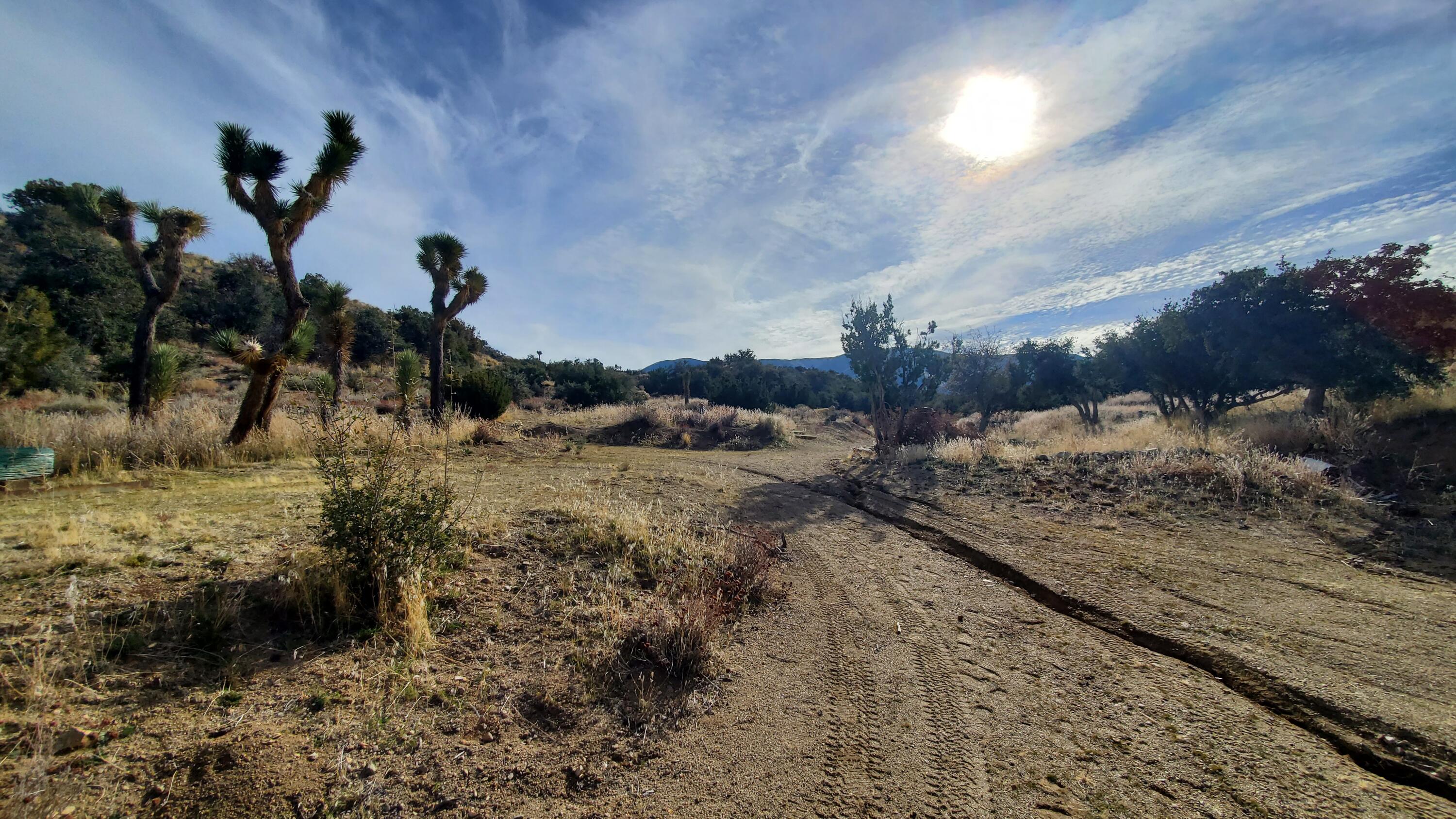 Ross Road Juniper Hills, CA 93543 - Photo 9 of 50 a view of a dry yard with a tree
