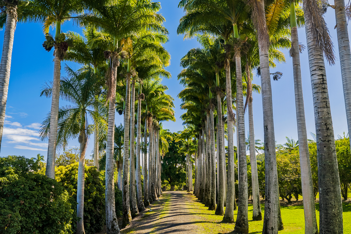 34-144 Kaihuiki Road Ninole, HI 96773 - Photo 4 of 25 a view of a balcony with plants