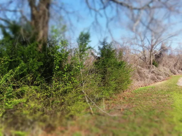 a view of a yard with a tree