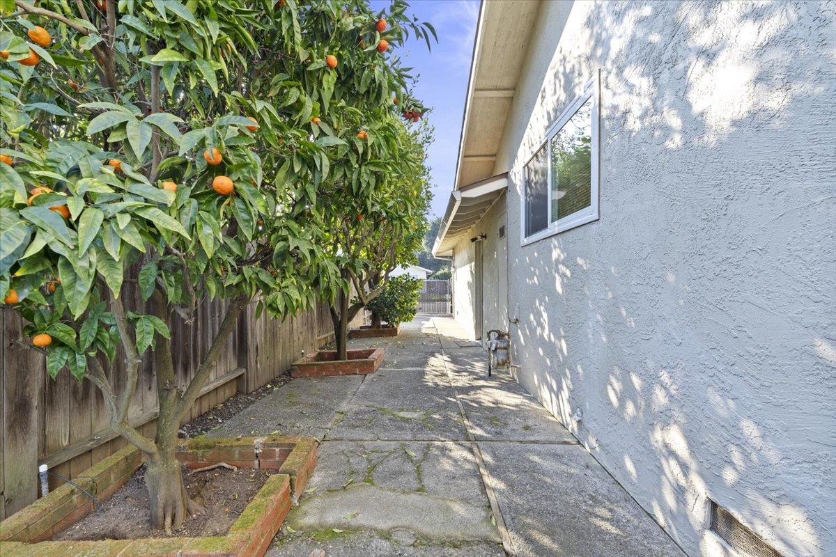 2807 Layton Drive Davis, CA 95618 - Photo 20 of 23 a view of a backyard with plants and large trees