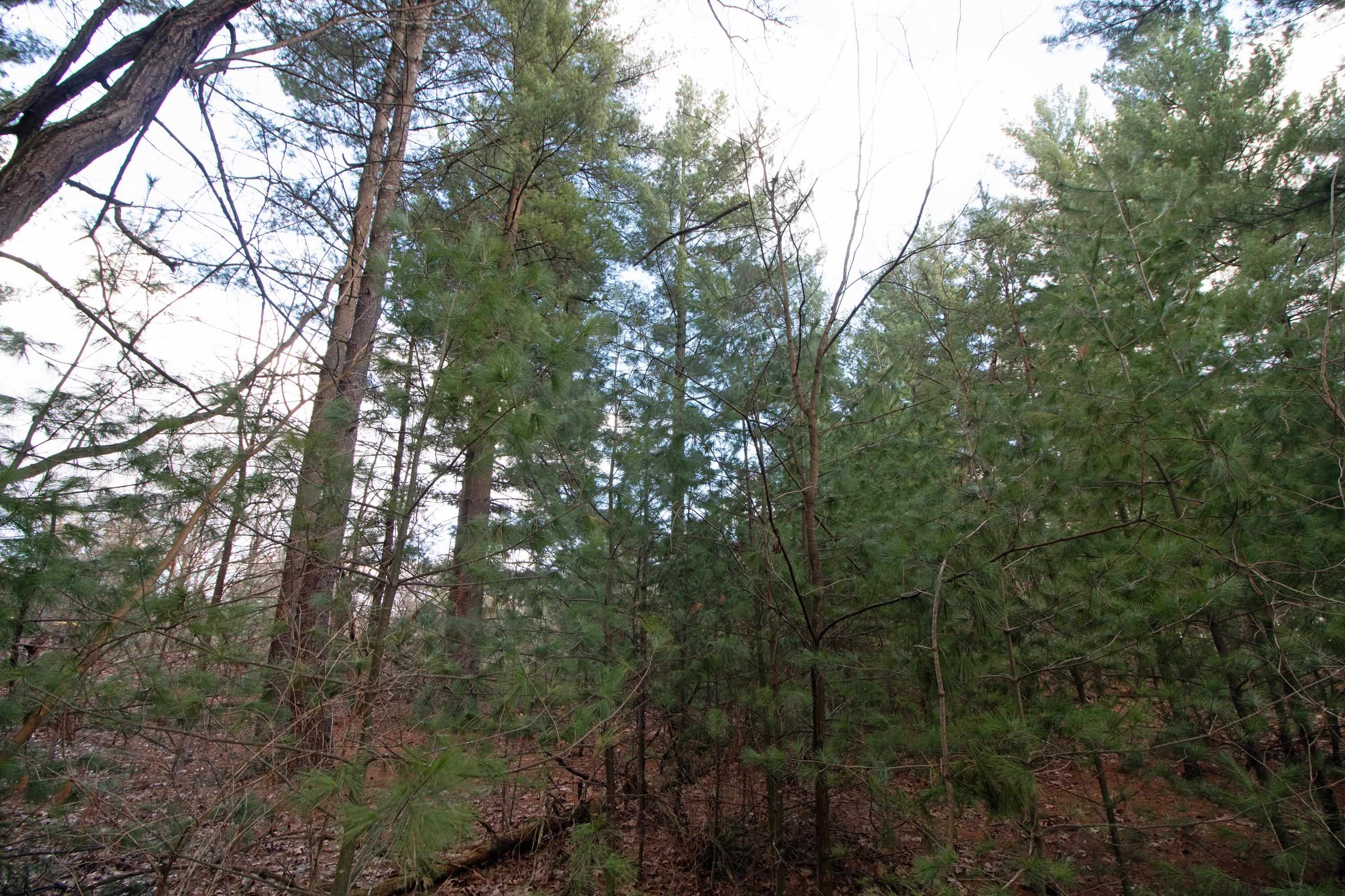 33564 Fulton Street Lone Rock, WI 53556 - Photo 11 of 25