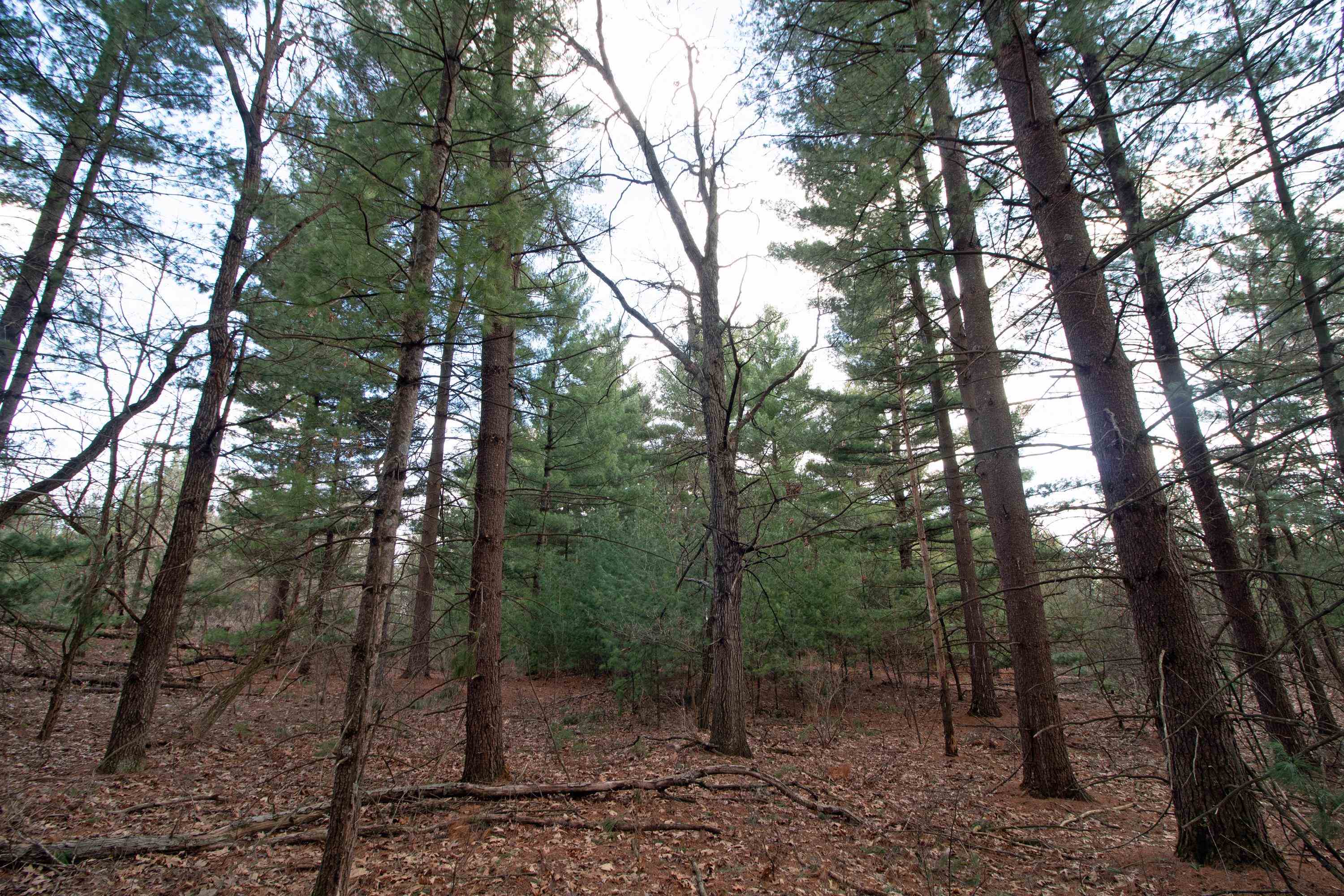 33564 Fulton Street Lone Rock, WI 53556 - Photo 8 of 24