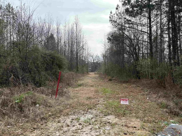 a view of a forest with trees in the background