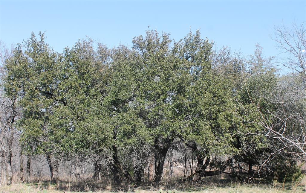 Lot 263 Ridgeline Drive Chico, TX 76431 - Photo 4 of 13 a view of a forest with trees in front of it
