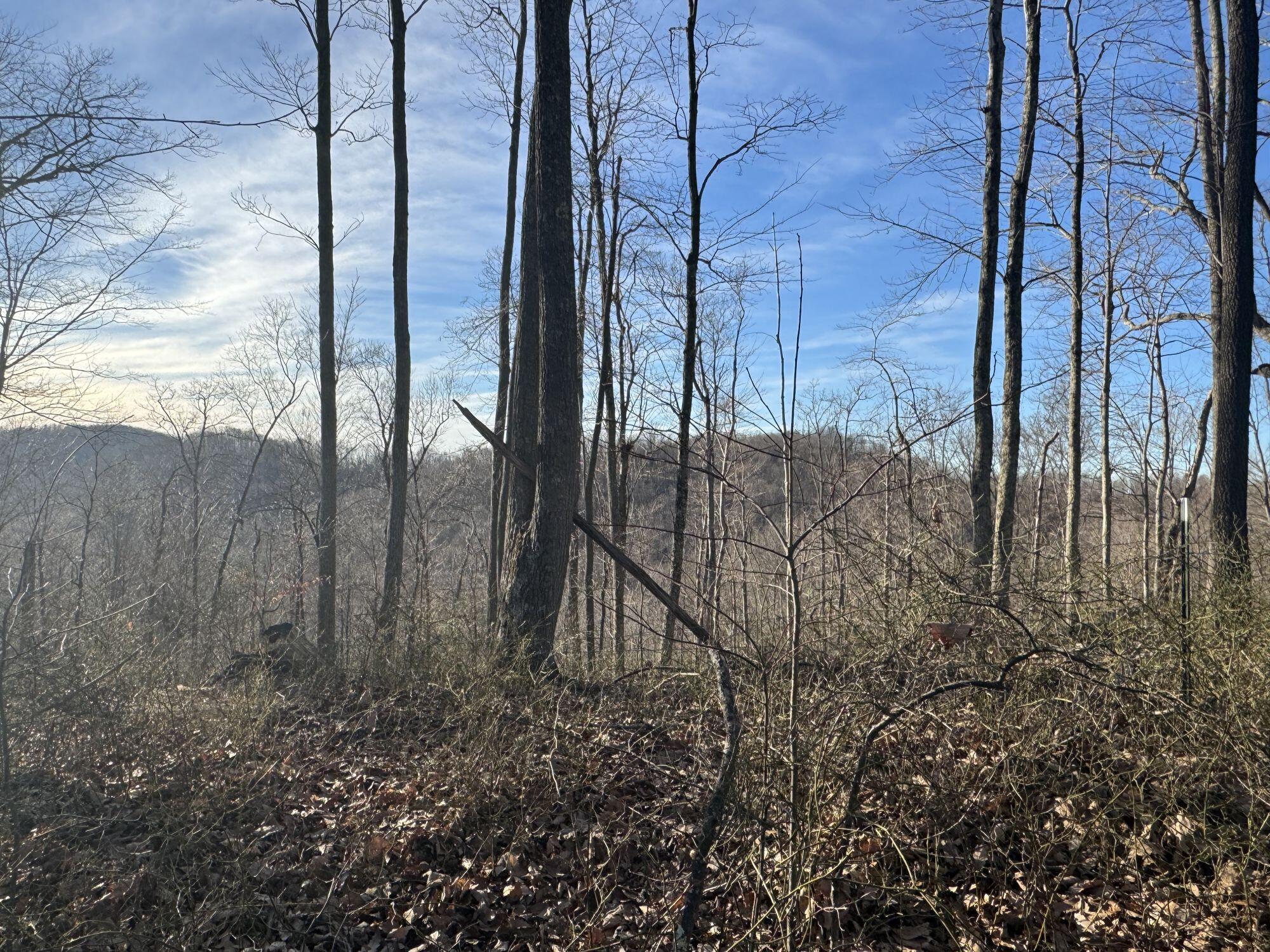 9300 Bug Ridge Road Sutton, WV 26601 - Photo 6 of 21 Gallery Image 6