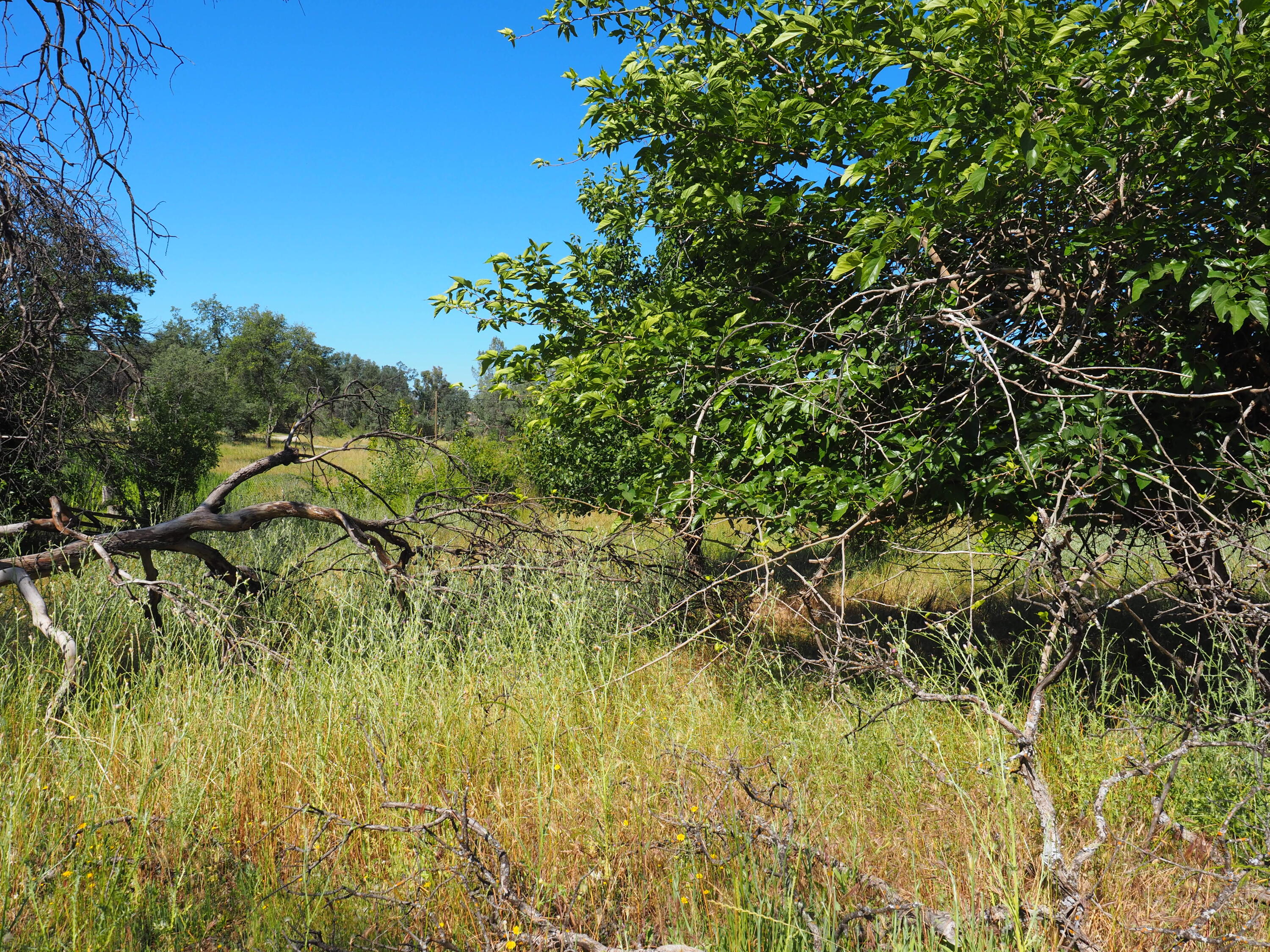 20103 Parocast Road Redding, CA 96003 - Photo 17 of 24 a view of a yard