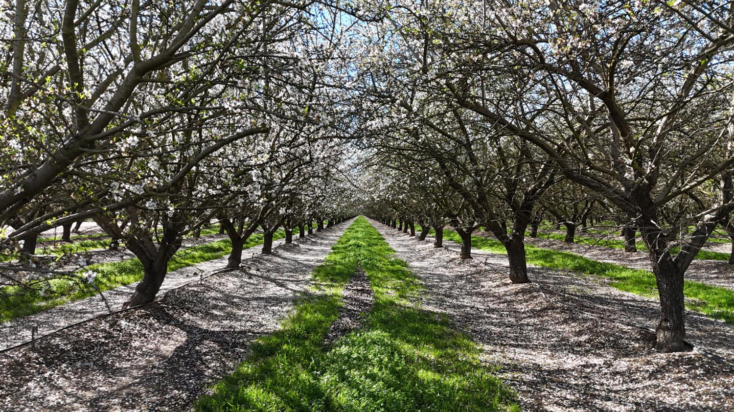 11152 Carrolton Road Escalon, CA 95320 - Photo 27 of 30