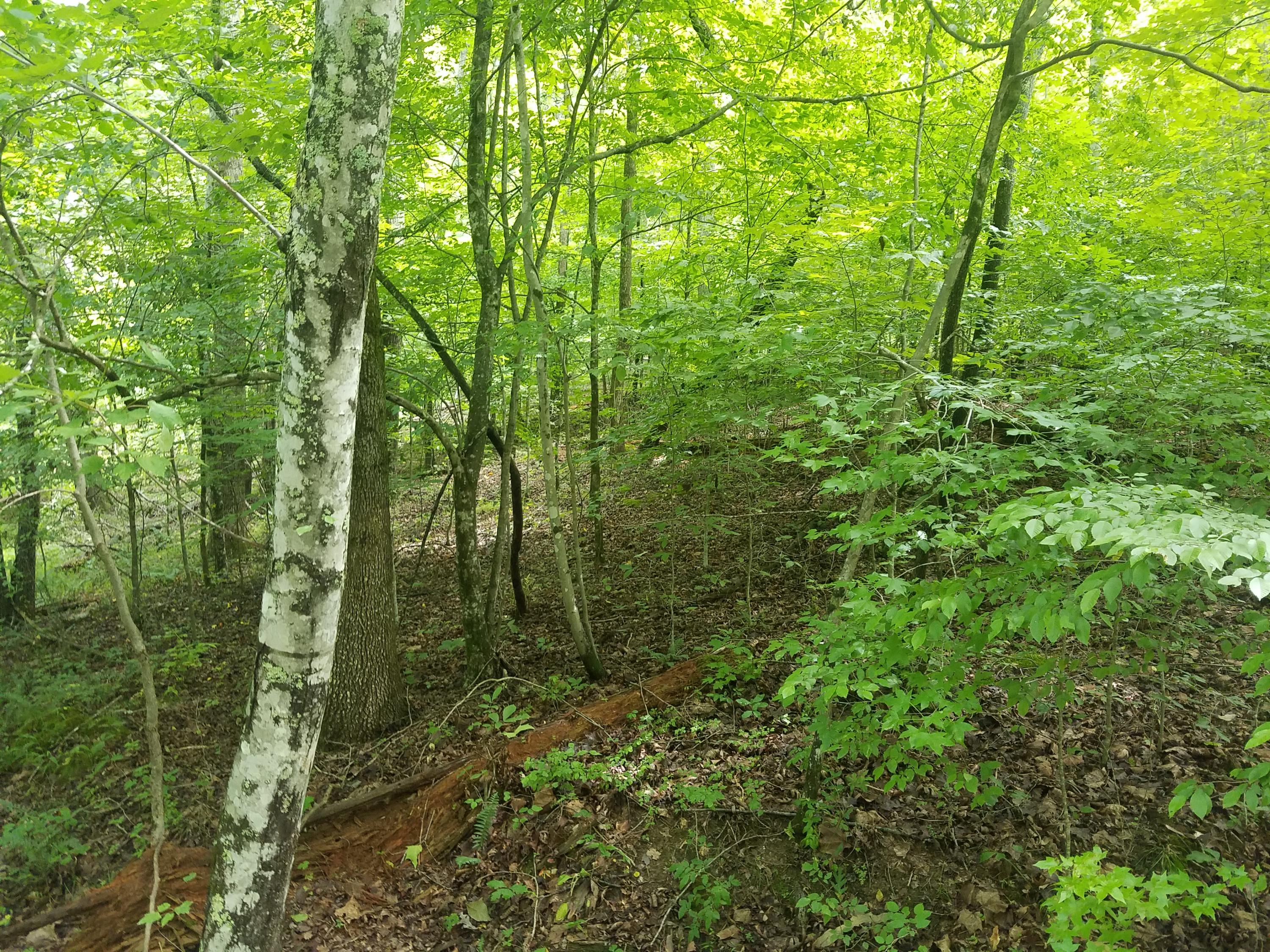 Watts Dr Spring Spring City, TN 37381 - Photo 3 of 11 20180629_121221