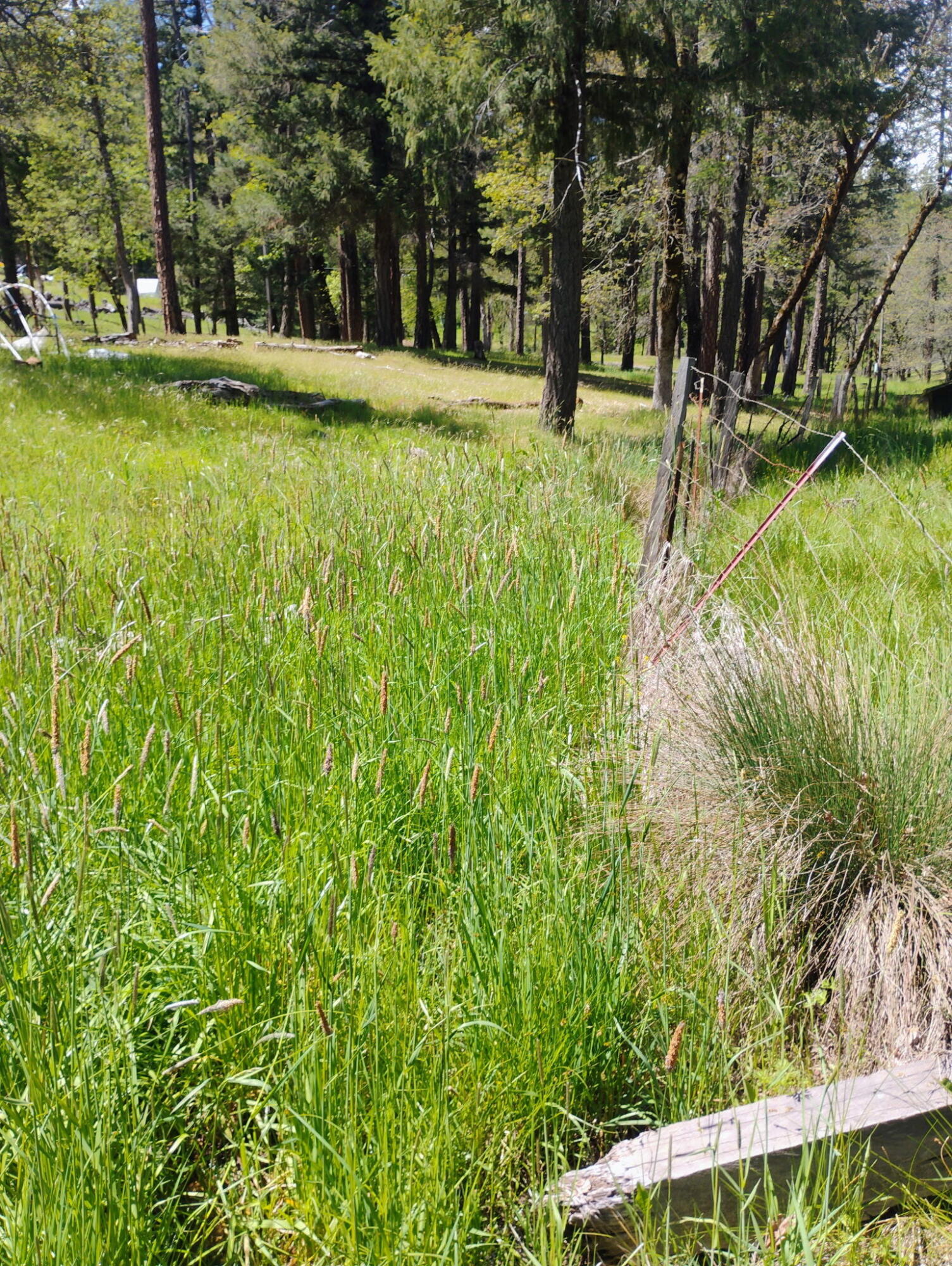 1411 Mc Alexander Road Hayfork, CA 96041 - Photo 14 of 38 The grass grows green all around
