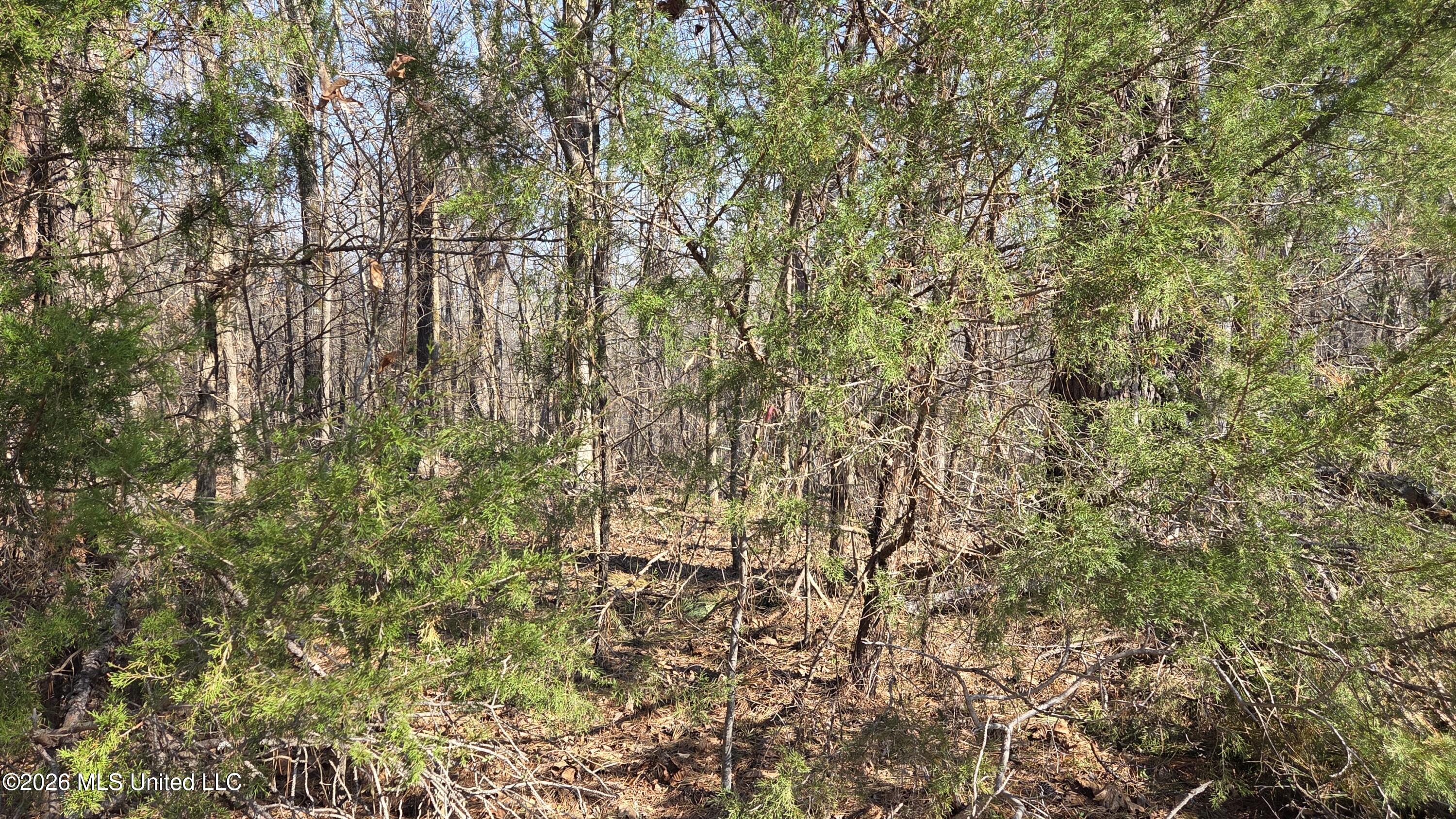 163 Waites Road Holly Springs, MS 38635 - Photo 12 of 15 20260228_100247