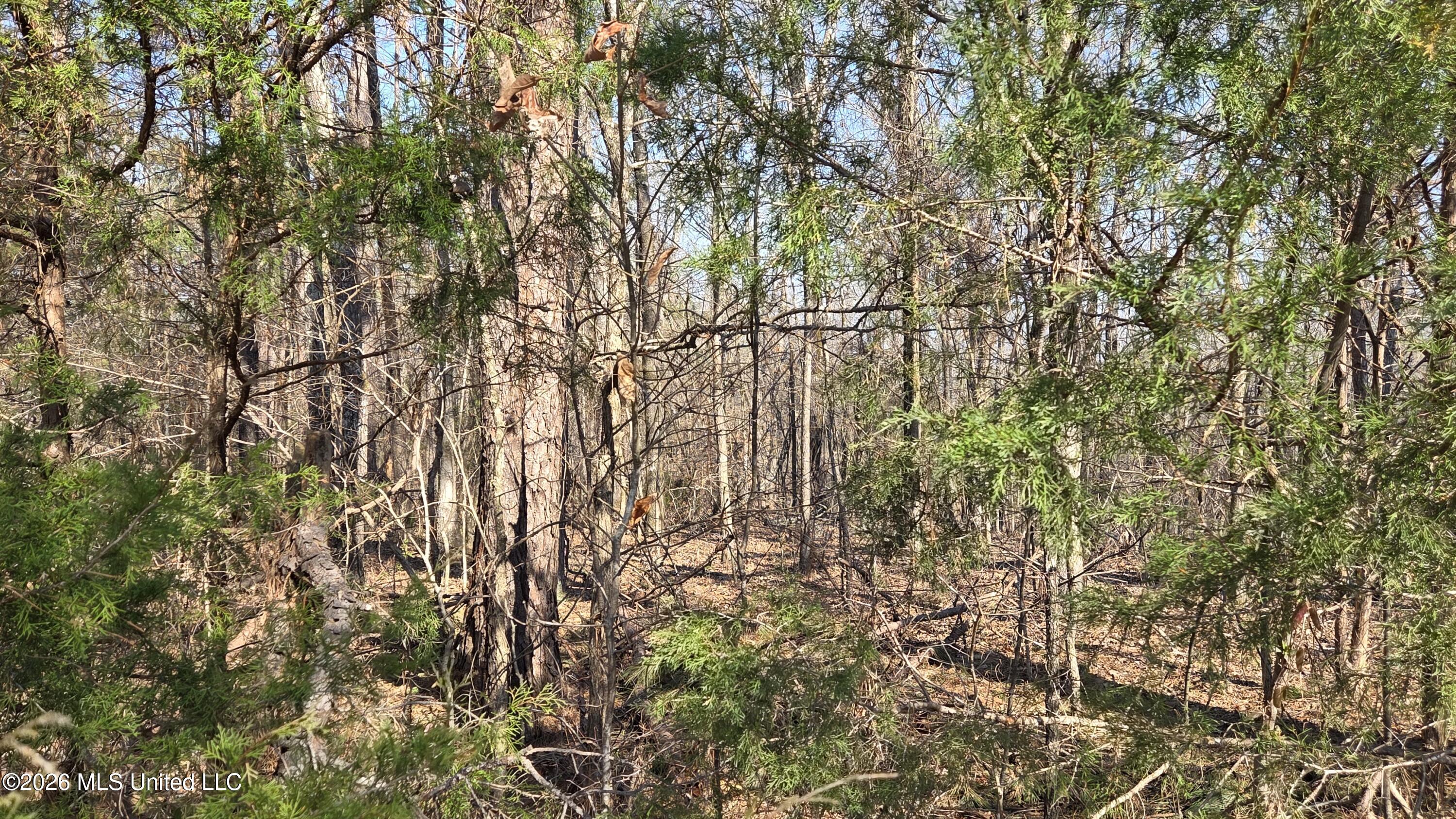 163 Waites Road Holly Springs, MS 38635 - Photo 13 of 15 20260228_100308