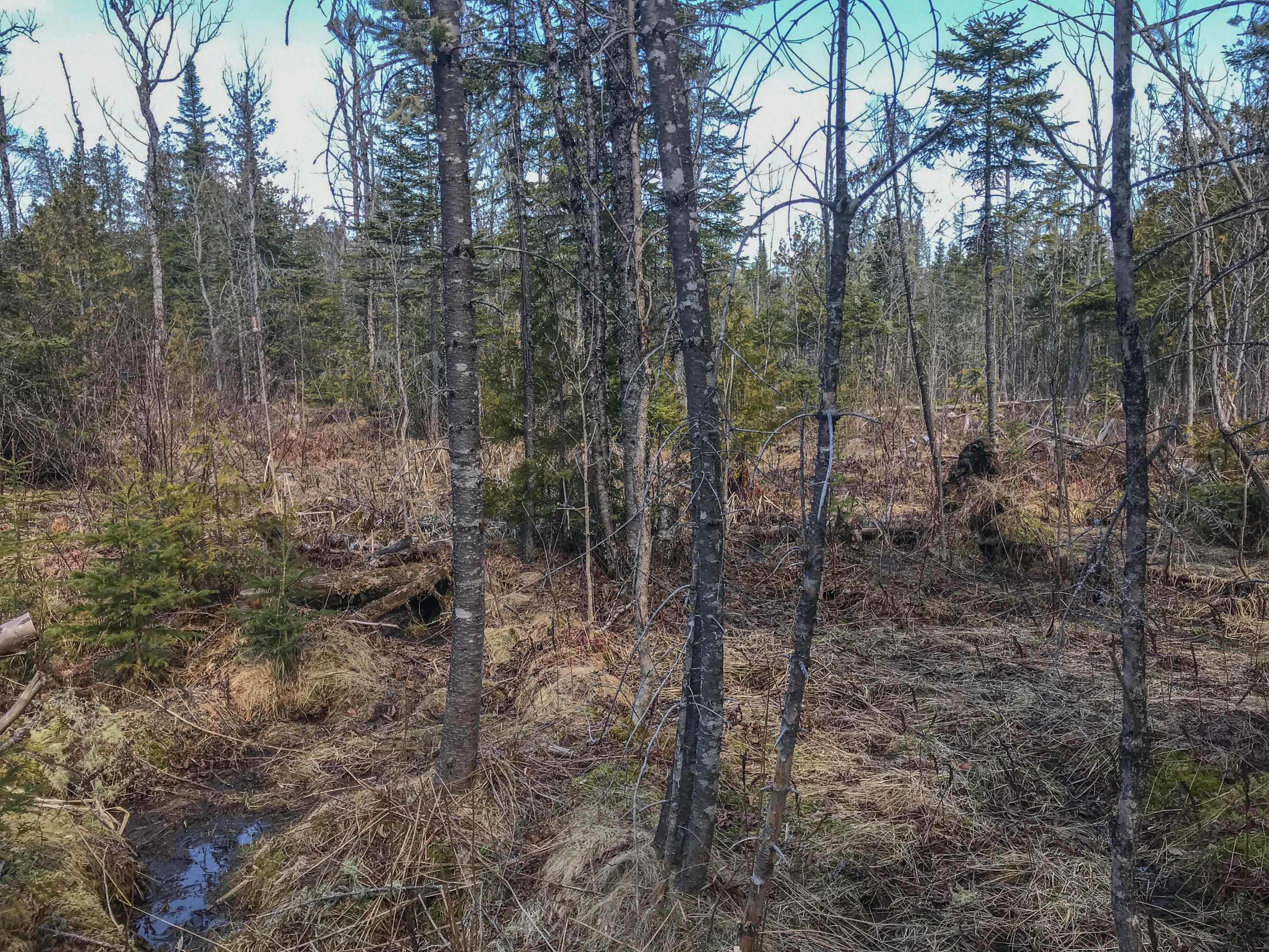 Lot 24 Fuller Road Easton, ME 04740 - Photo 17 of 29 Photo May 14, 10 19 06 AM