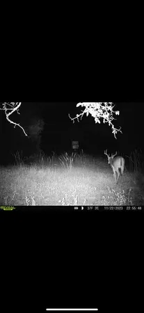 a black and white photo of a garden