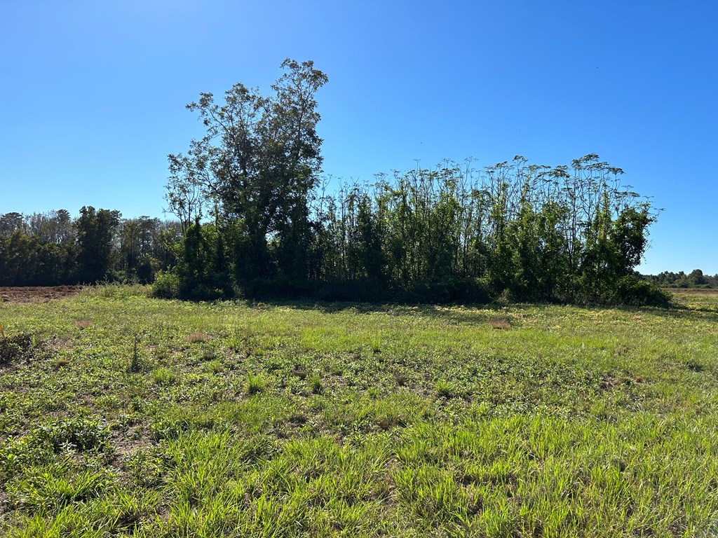 9.481-ac 9.481-ac Road Cottonwood, AL 36320 - Photo 11 of 19