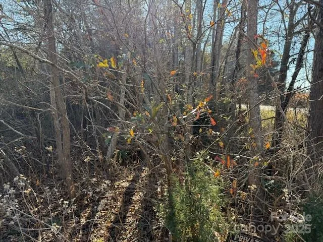 a view of a tree in a forest