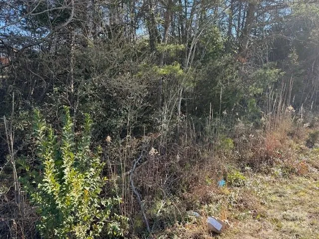 a view of a forest with lots of trees