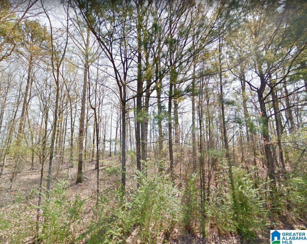 Akins Miller Road Jasper, AL 35501 - Photo 10 of 13